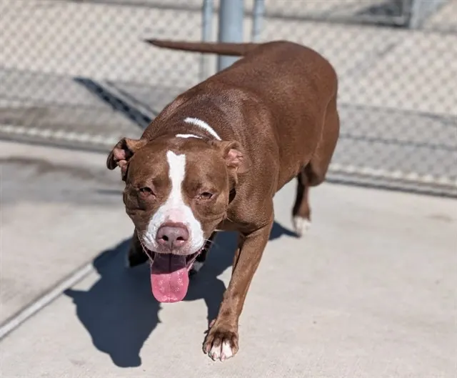 Coco