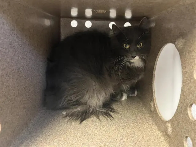Mia