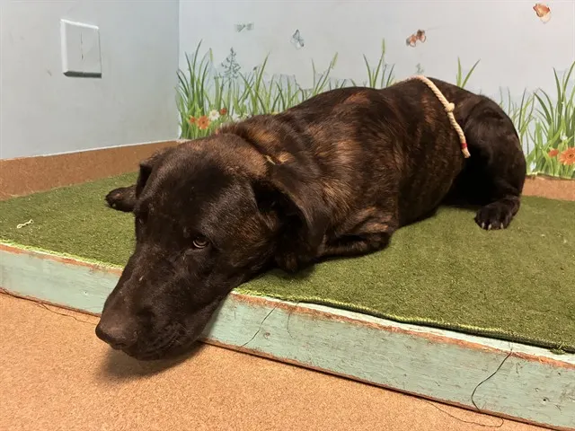 Adoptable Dog
