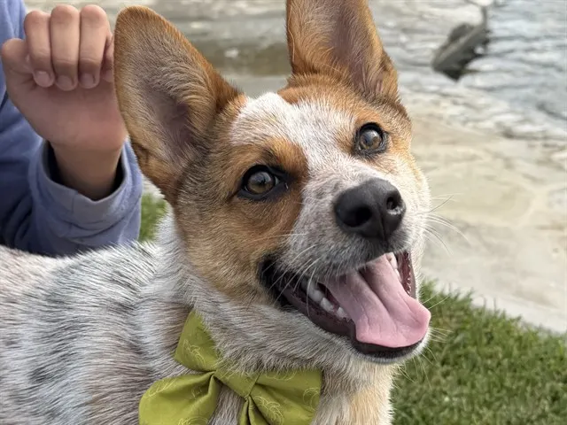 Pebbles