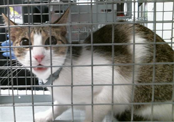 Adoptable Cat