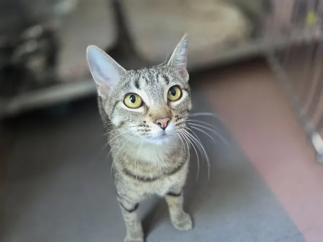 Tabitha