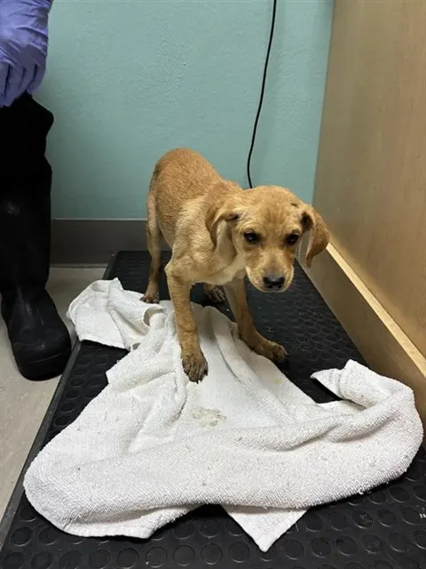 Adoptable Dog