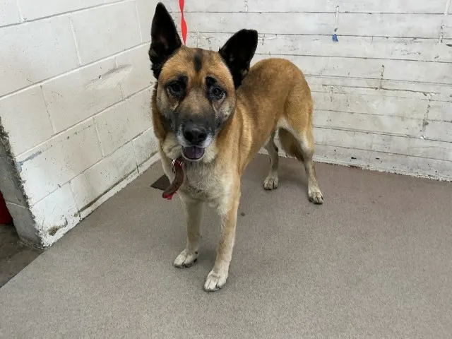 Adoptable Dog