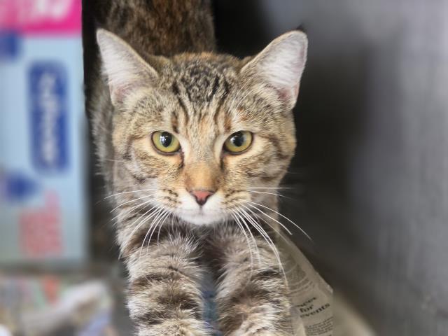 Adoptable Cat