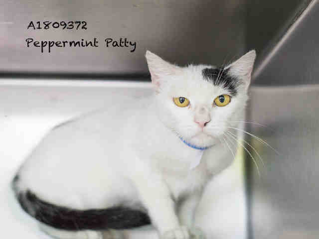 Peppermint Patty