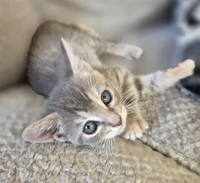 Gracie