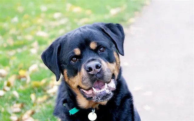 Zoey