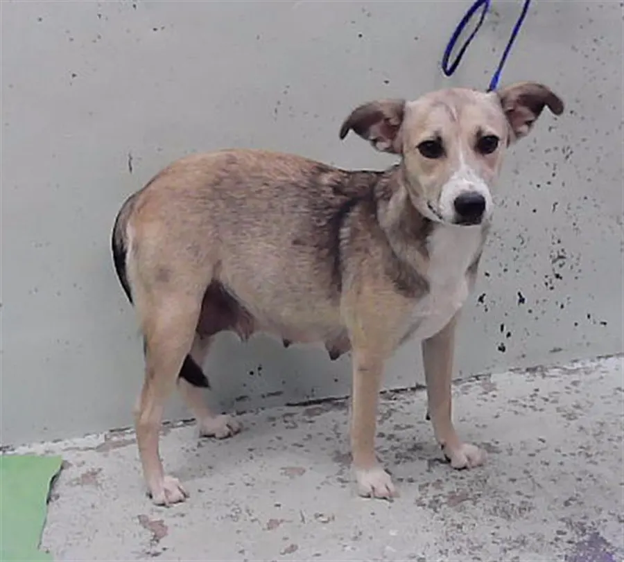 Adoptable Dog