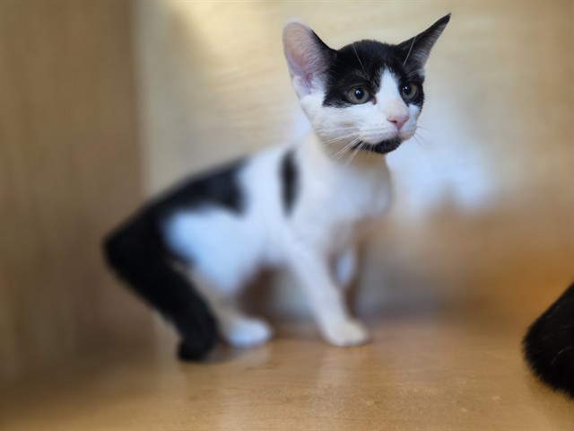 Lana Loud