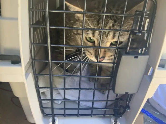 Adoptable Cat