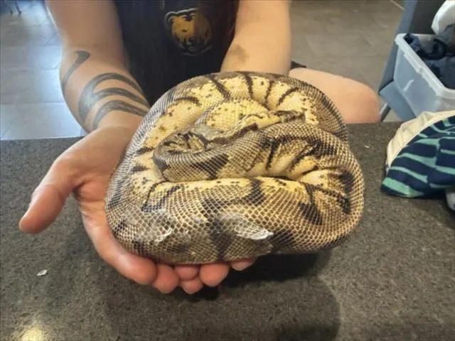 Bagel
