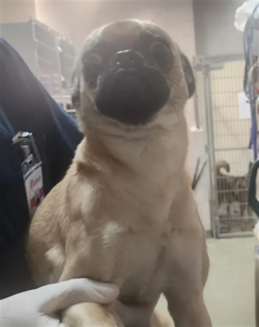Ali