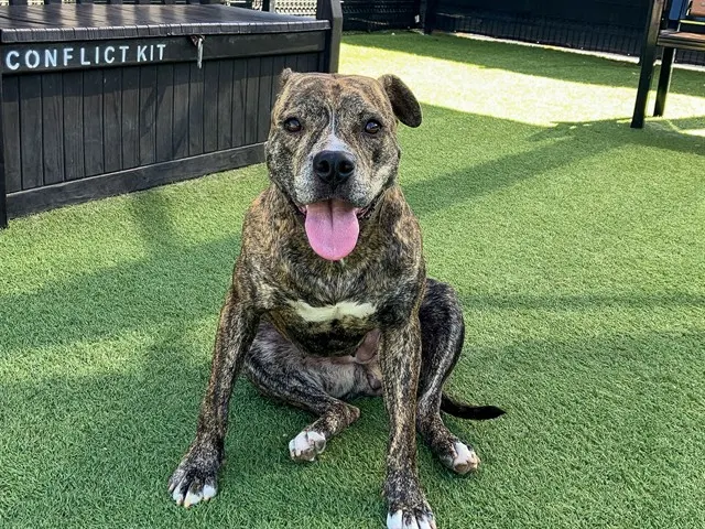 Olive