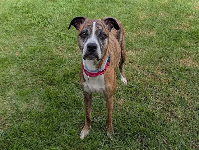 Nala