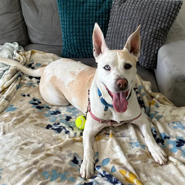 Daisy