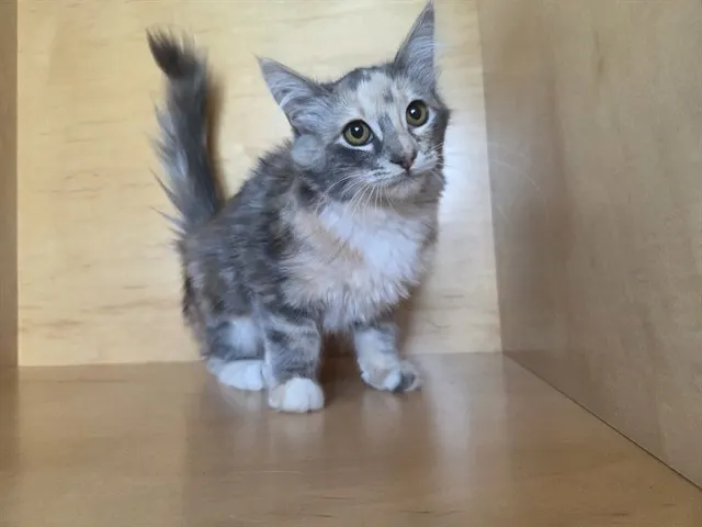 Tiny Diamond