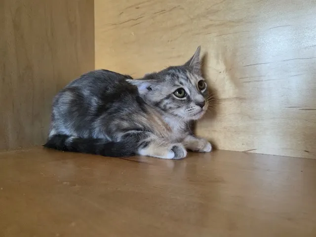 Queen Poppy