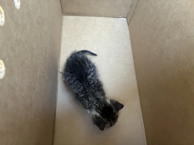 Adoptable Cat