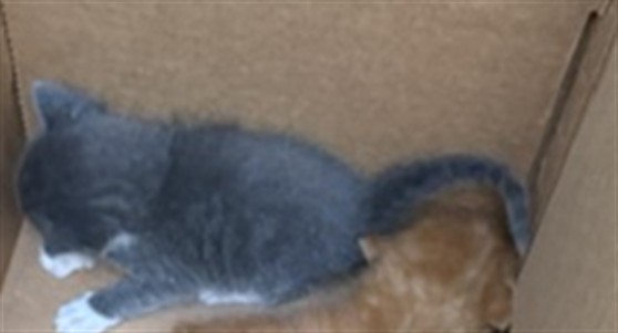 Adoptable Cat