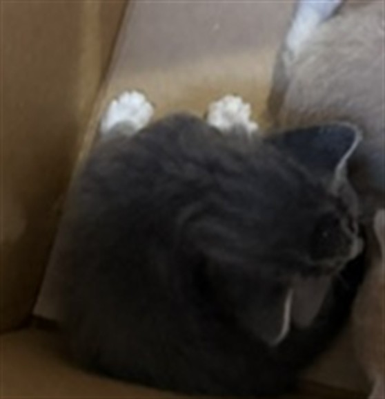 Adoptable Cat