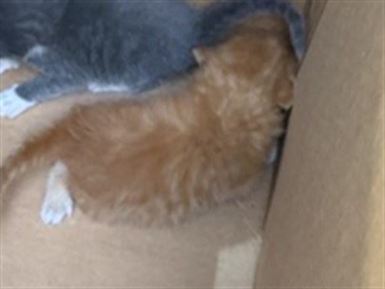 Adoptable Cat