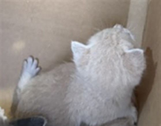 Adoptable Cat