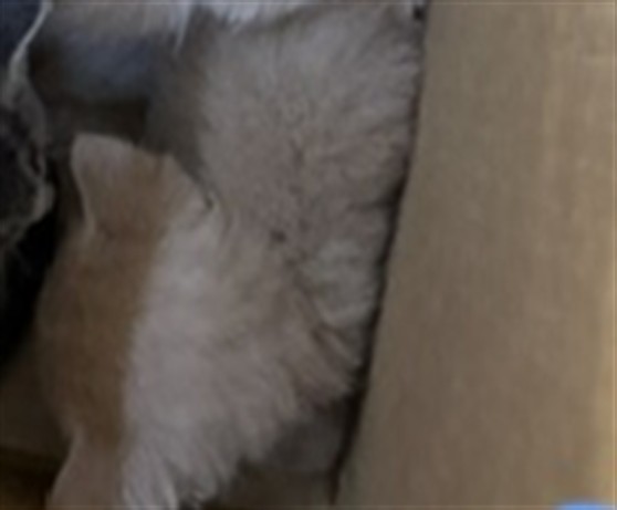Adoptable Cat