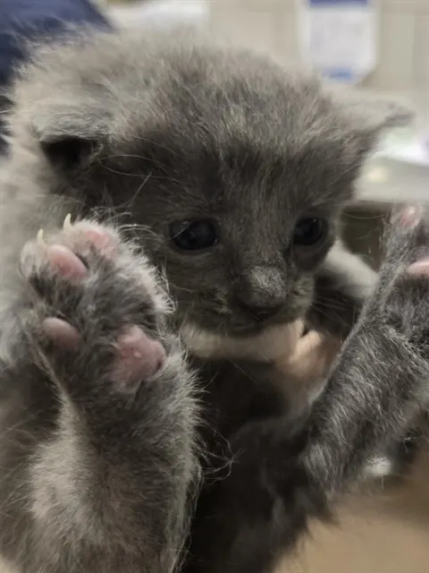 Adoptable Cat