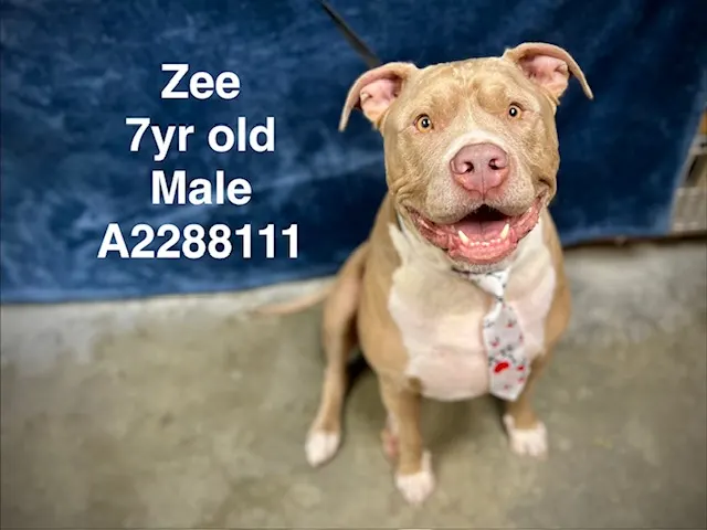 Adoptable Dog