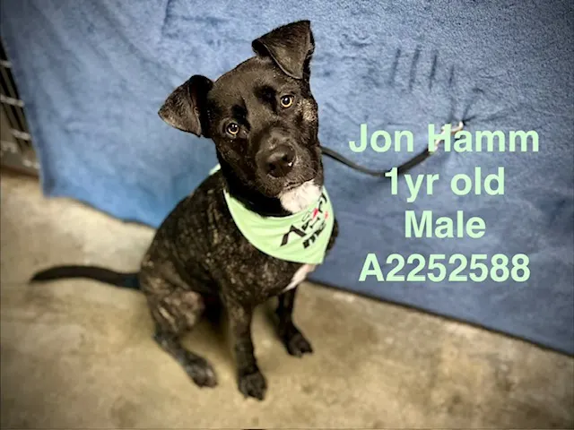 Jon Hamm