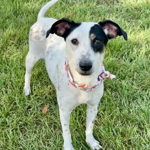 Daisy Mae