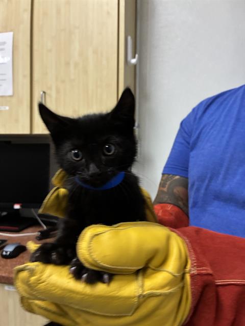 Adoptable Cat