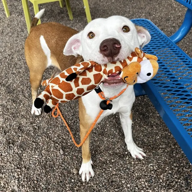 Timba