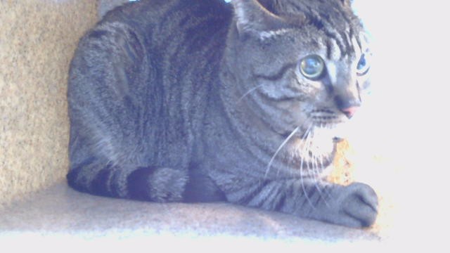 Ziggy