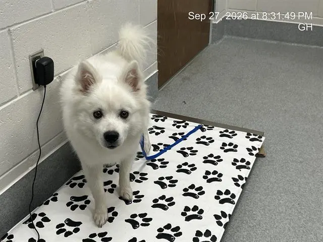 Adoptable Dog