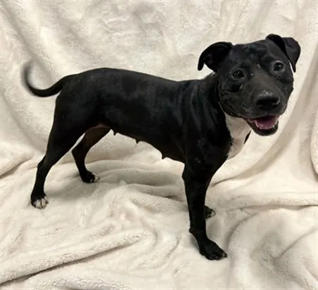 Maggie