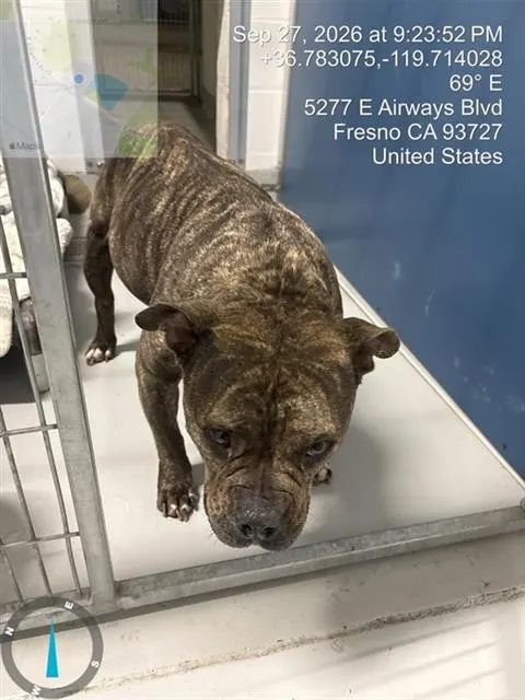 Adoptable Dog