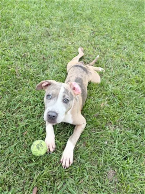 Adoptable Dog
