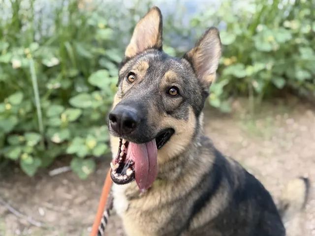 Kiwi*
