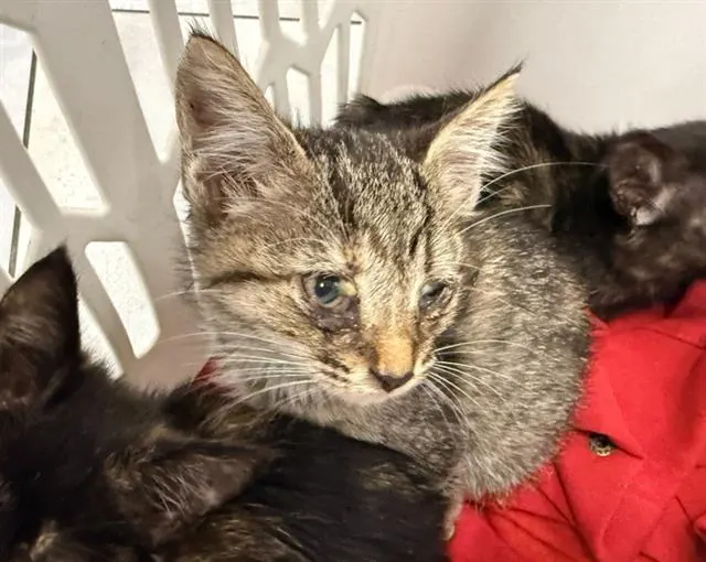 Adoptable Cat