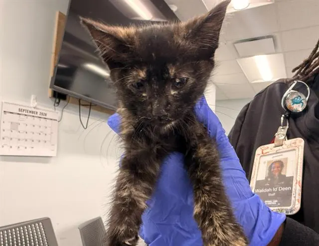 Adoptable Cat