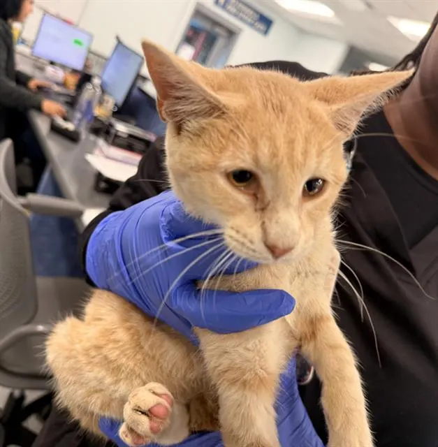 Adoptable Cat