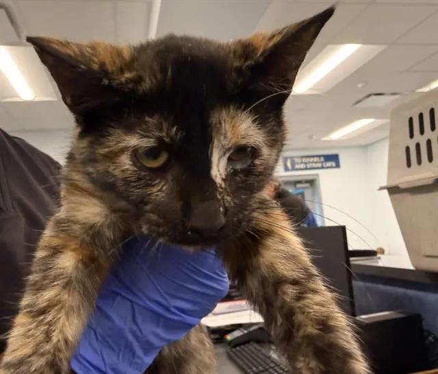 Adoptable Cat