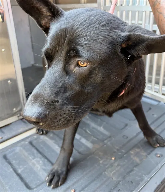Adoptable Dog