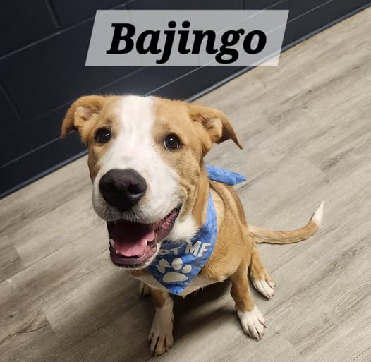 Bajingo