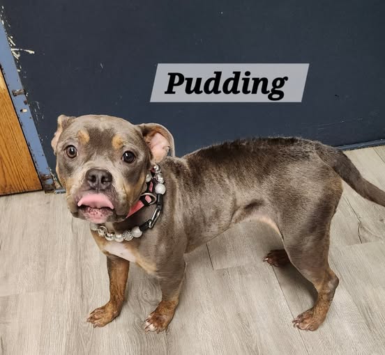 Pudding