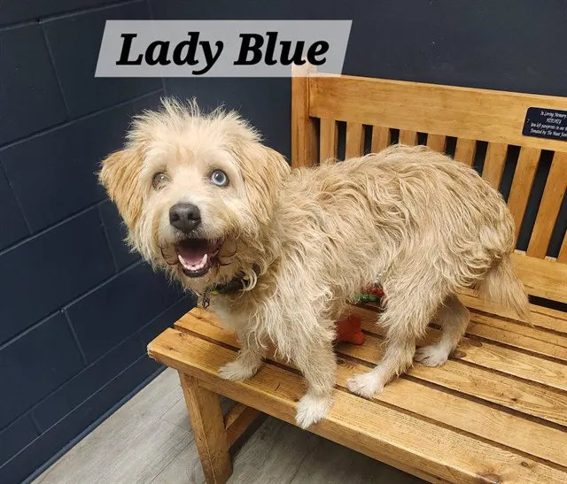 Lady Blue
