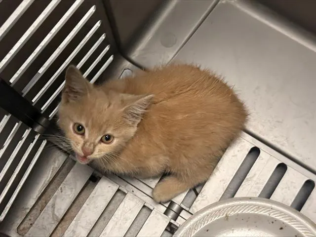 Adoptable Cat