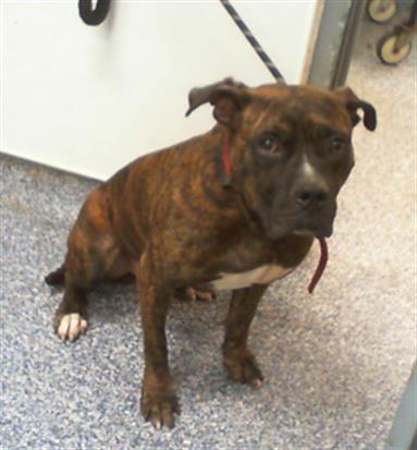 Adoptable Dog